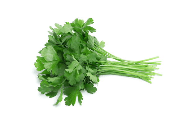 ITALIAN PARSLEY DARK GREEN