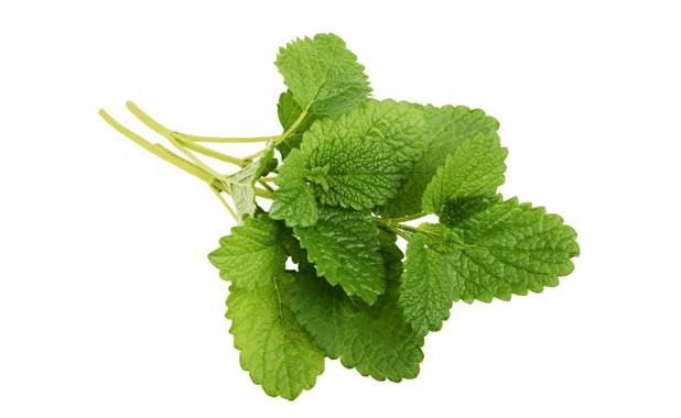 LEMON BALM