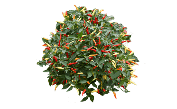 FIRE HYBRID PEPPER