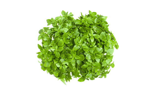SPICY BUSH BASIL