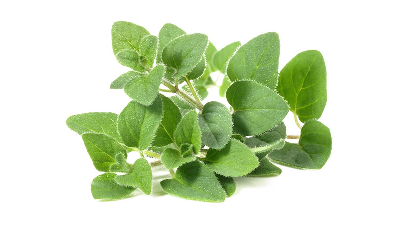 OREGANO